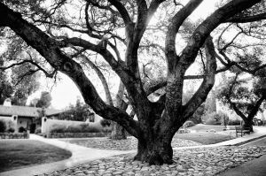 Tree          Ojai, California