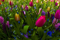 Array-tulips-
