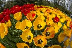 Dutch-Flowers-