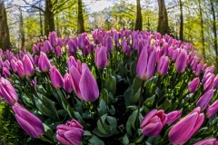 Pink-Tulips-