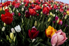 Tulips-explosion-closeup
