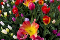 dutch-tulips-copy