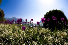 flowers-Zurich