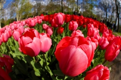 pink-tulips