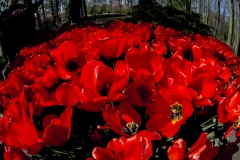 red-red-red-