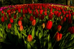tulip-eplosion